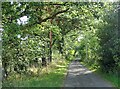 Tree lined lane