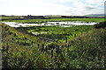 Flooded Field