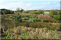 Overgrown Pond