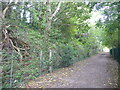 TQ5236 : The Sussex Border Path near Groombridge by Marathon