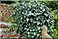 Bishopsteignton: Ivy growing next to the private footpath gate