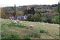 Sheep over Whichford