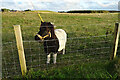 Pony near Lochlip