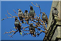 Starlings on the Steeple