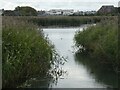 Reeds and pond in Radipole Lake nature reserve