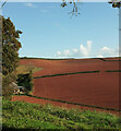 SX8564 : Farmland by Windthorne by Derek Harper