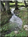 Nant ger Llechen Isaf / Stream near Llechen Isaf