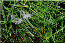 H4772 : Wispy cobweb, Mullaghmore by Kenneth  Allen