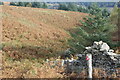 ST2495 : Corner of plantation, Mynydd Maen Common by M J Roscoe
