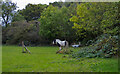 TQ5688 : Horse in field near Bird Lane, Cranham by Roger Jones