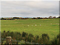 A field of sheep near Blackwood House