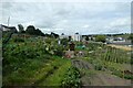 Allotments in Denbigh