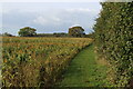 Essex Way squeezed between Hedge and Crops