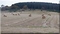 Round bales, Ardross