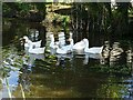 Geese on a pond