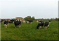 Grazing cattle near The Grange, Hose - and how to influence the weather