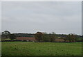 Grazing near Feedale Farm