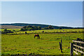 NU1103 : Longframlington : Grassy Field & Horses by Lewis Clarke
