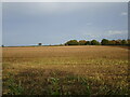 Stubble field near Newstead Farm