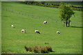 Sheep grazing