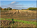 Saplings on Thearne Common