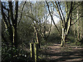 SP0167 : Informal path through scrub, Foxlydiate Wood, Batchley, Redditch by Robin Stott