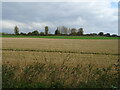 Stubble field, West Tanfield