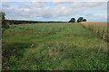 Cover crop and maize by Crabbe Road