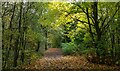 Path through the Stanmore Country Park