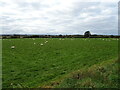 Sheep grazing near Hutton Hall