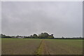 A grey, late afternoon on the Essex Way towards Cressing