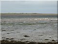 NU1434 : Birds on the Budle Bay tidal flats by Oliver Dixon