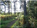 Trees in Langleymoor Plantation