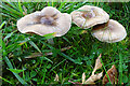 NJ3457 : Fungi by Anne Burgess