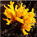 NJ3454 : Yellow Stag's Horn Fungus (Calocera viscosa) by Anne Burgess