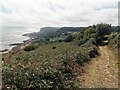 TQ8611 : Path in Fairlight, Hastings Country Park by PAUL FARMER