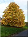 Horse chestnut in autumn colours