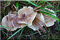 NJ3355 : Fungi by Anne Burgess
