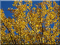 NJ3356 : Golden Birch Leaves by Anne Burgess