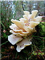 NJ2859 : Angel's Wings mushroom (Pleurocybella porrigens) by Des Colhoun