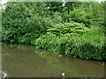 Canal bank near Stack Pools, Kidderminster, Worcestershire