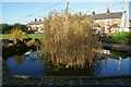 Pond on the Millennium Green