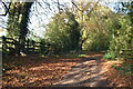 SU1625 : Leafy lane south of Bodenham by David Martin
