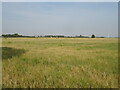 TF4917 : Crop field near Bank House by JThomas