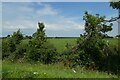 Hedgerow beside the Wales Coast Path