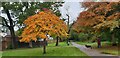 Scarlet Oaks in Oakwood Park