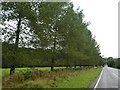 Avenue of trees by A352 south of Lyon