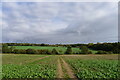 The Essex Way heading north-east towards Horkesley Heath