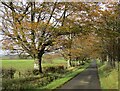 Autumnal trees, Foulmyres Road