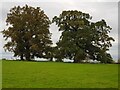 Trees at Cudleigh Court Farm, Spetchley